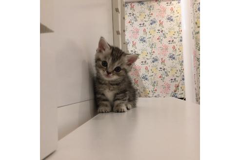 成約済の大阪府のマンチカン-2237の3枚目