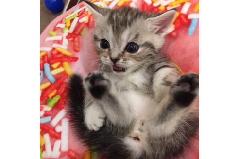 成約済の大阪府のマンチカン-2237の2枚目