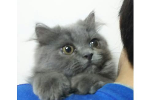 成約済の愛知県のエキゾチックショートヘア-1782の5枚目