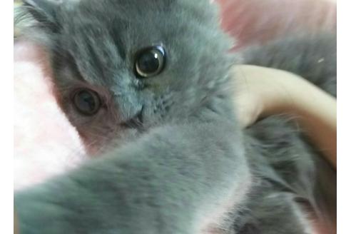 成約済の愛知県のエキゾチックショートヘア-1782の4枚目