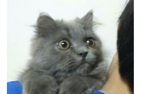 成約済の愛知県のエキゾチックショートヘア-1782の3枚目