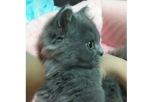 成約済の愛知県のエキゾチックショートヘア-1782の2枚目