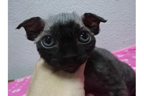 大阪府のアポストロ 女の子 17 05 10生まれ ブラック 子猫id 2255 子猫ブリーダーナビ