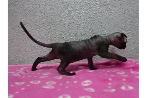 大阪府のアポストロ 女の子 17 05 10生まれ ブラック 子猫id 2255 子猫ブリーダーナビ