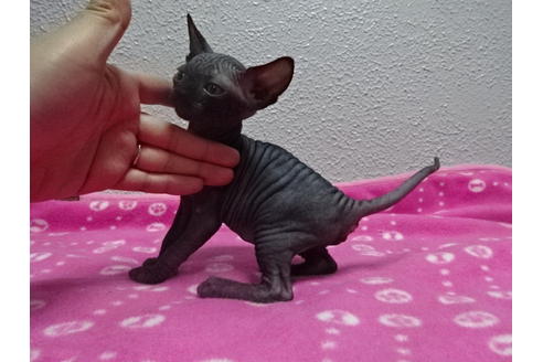 大阪府のアポストロ 女の子 17 05 10生まれ ブラック 子猫id 2254 子猫ブリーダーナビ