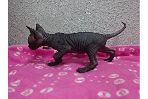 大阪府のアポストロ 女の子 17 05 10生まれ ブラック 子猫id 2254 子猫ブリーダーナビ