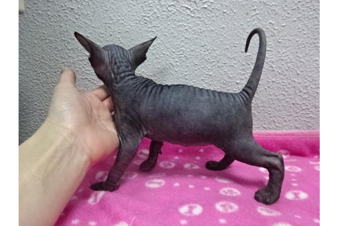 大阪府のアポストロ 女の子 17 05 10生まれ ブラック 子猫id 2254 子猫ブリーダーナビ