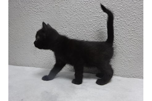 大阪府のアポストロ 女の子 17 05 10生まれ ブラック 子猫id 2273 子猫ブリーダーナビ