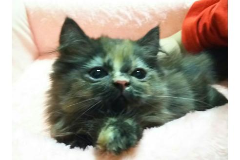 成約済の愛知県のマンチカン-2289の5枚目