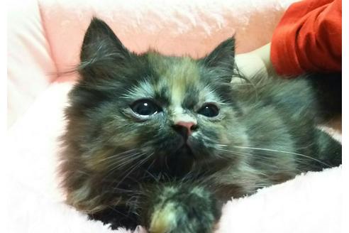 成約済の愛知県のマンチカン-2289の4枚目