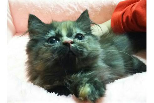 成約済の愛知県のマンチカン-2289の3枚目