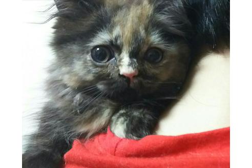 成約済の愛知県のマンチカン-2289の2枚目