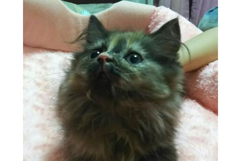 成約済の愛知県のマンチカン-2289の1枚目