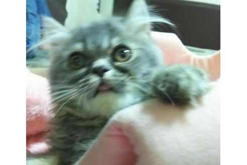 成約済の愛知県のエキゾチックショートヘア-2109の4枚目