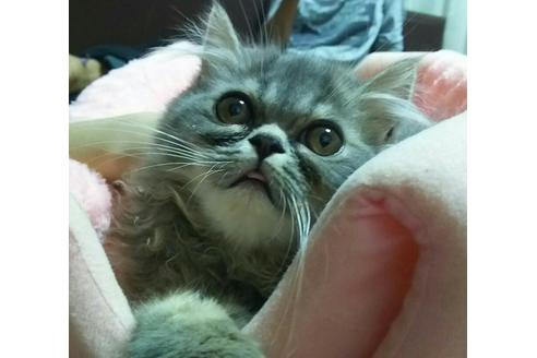 成約済の愛知県のエキゾチックショートヘア-2109の2枚目