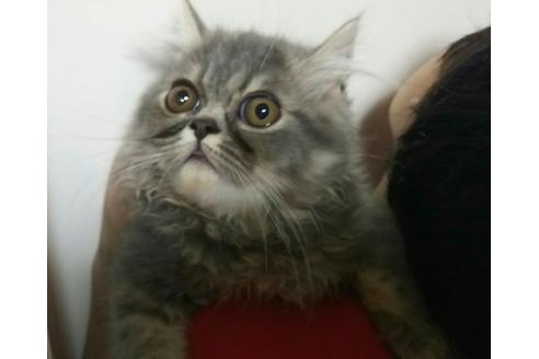 成約済の愛知県のエキゾチックショートヘア-2109の1枚目