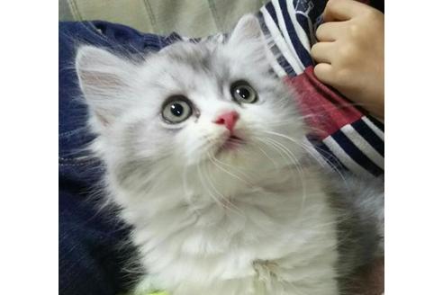 成約済の愛知県のペルシャ-2327の5枚目