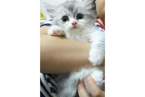 成約済の愛知県のペルシャ-2327の4枚目