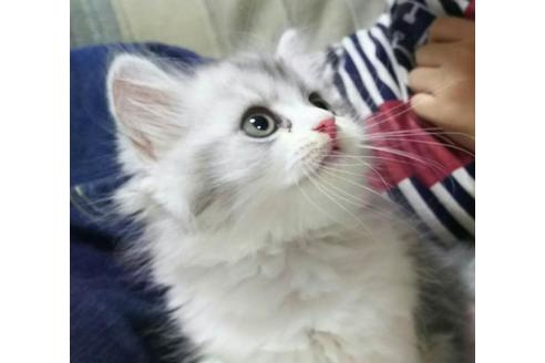 成約済の愛知県のペルシャ-2327の3枚目