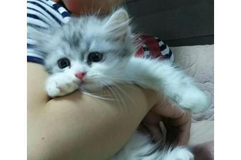 成約済の愛知県のペルシャ-2327の1枚目