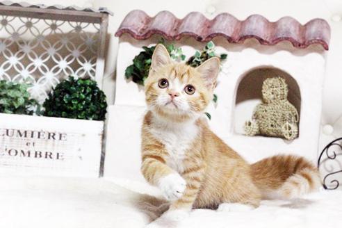 成約済の佐賀県のスコティッシュフォールド-2121の1枚目