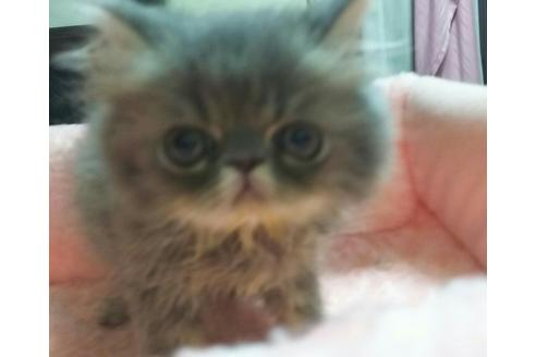 成約済の愛知県のペルシャ-2291の4枚目