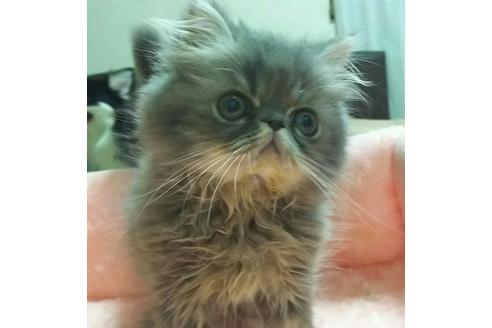 成約済の愛知県のペルシャ-2291の3枚目