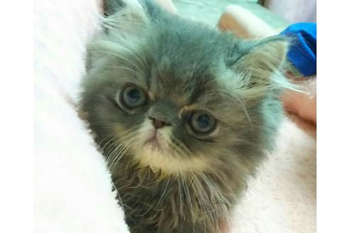 成約済の愛知県のペルシャ-2291の1枚目