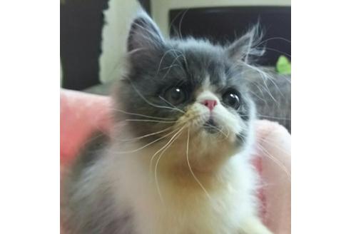 成約済の愛知県のエキゾチックショートヘア-2288の5枚目