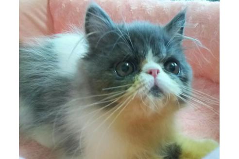 成約済の愛知県のエキゾチックショートヘア-2288の4枚目