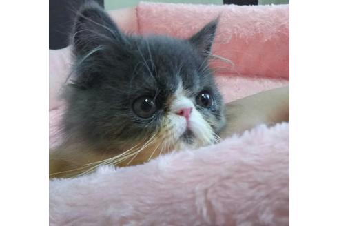 成約済の愛知県のエキゾチックショートヘア-2288の2枚目