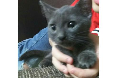 成約済の愛知県のマンチカン-2290の5枚目