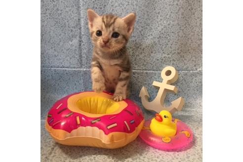 成約済の大阪府のアメリカンショートヘア-2359の5枚目