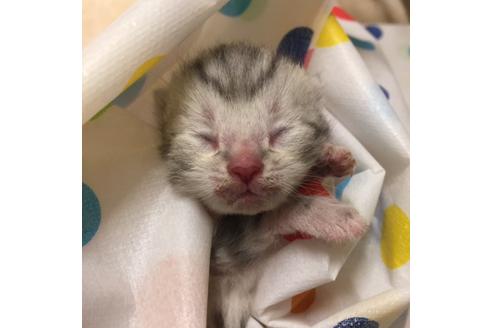 成約済の大阪府のアメリカンショートヘア-2359の4枚目