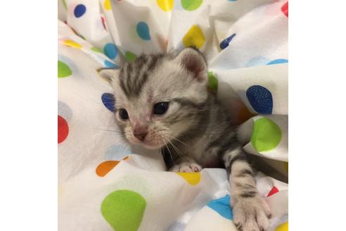 成約済の大阪府のアメリカンショートヘア-2359の3枚目