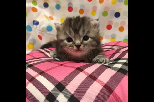 成約済の大阪府のマンチカン-2181の1枚目