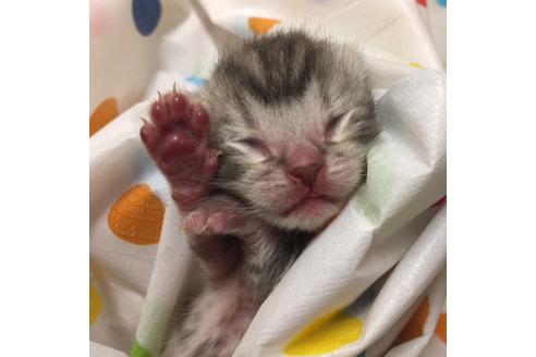 成約済の大阪府のアメリカンショートヘア-2360の5枚目