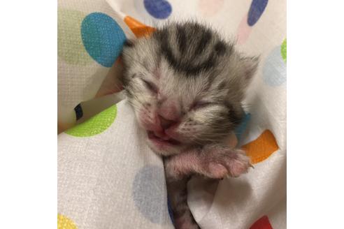 成約済の大阪府のアメリカンショートヘア-2361の5枚目