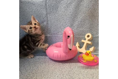 成約済の大阪府のアメリカンショートヘア-2362の5枚目