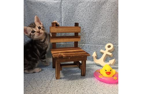 成約済の大阪府のアメリカンショートヘア-2361の4枚目