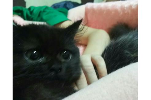 成約済の愛知県のマンチカン-2156の5枚目