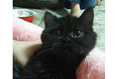 成約済の愛知県のマンチカン-2156の3枚目