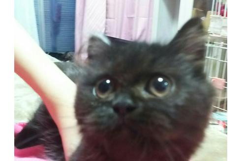 成約済の愛知県のマンチカン-2156の1枚目