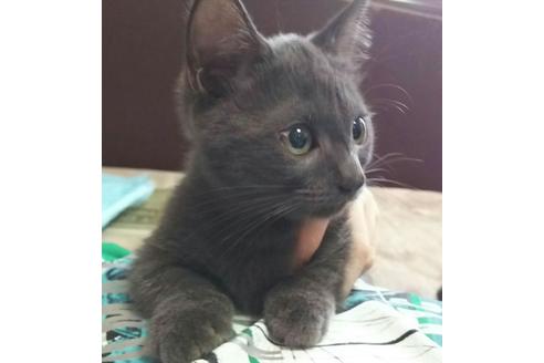 成約済の愛知県のマンチカン-2290の4枚目