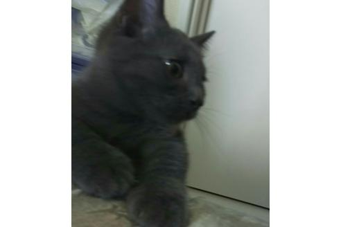 成約済の愛知県のマンチカン-2290の3枚目