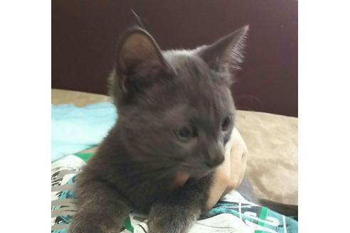 成約済の愛知県のマンチカン-2290の2枚目