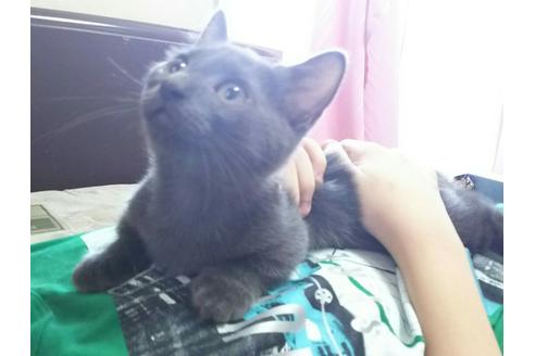 成約済の愛知県のマンチカン-2290の1枚目