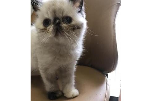 成約済の京都府のエキゾチックショートヘア-2425の5枚目