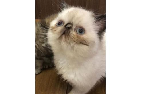 成約済の京都府のエキゾチックショートヘア-2425の4枚目