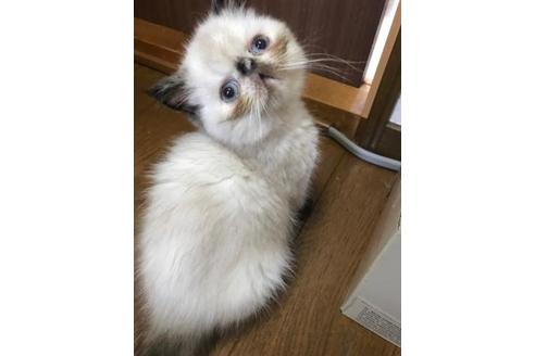 成約済の京都府のエキゾチックショートヘア-2425の3枚目